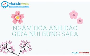 Ngắm hoa anh đào giữa núi rừng SaPa